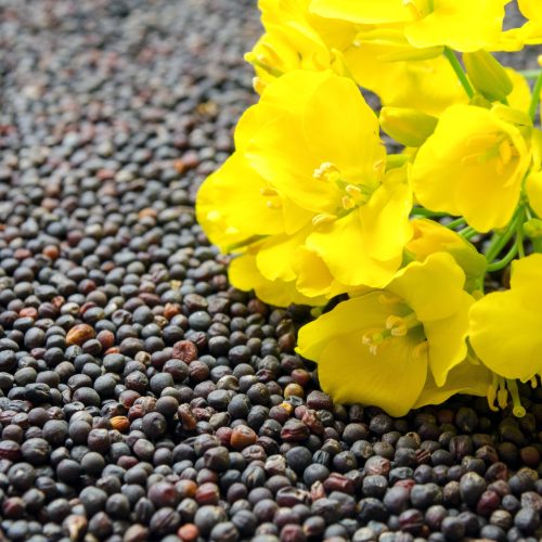 Canola