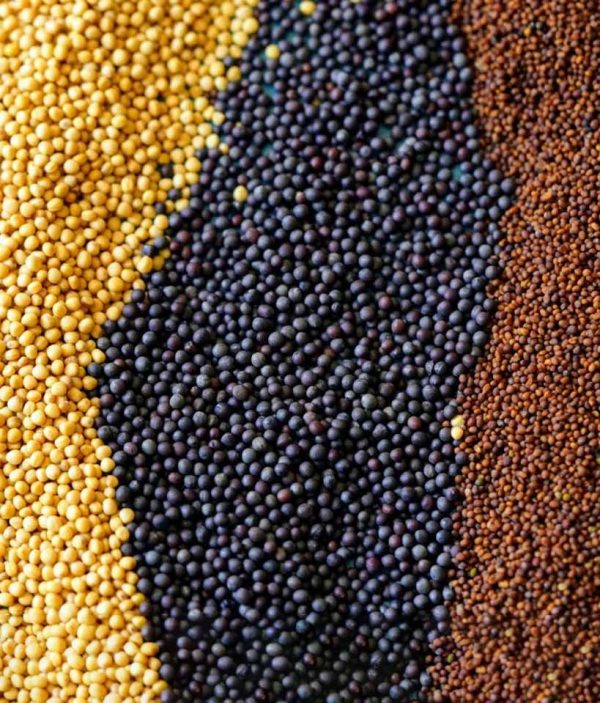 Mustard-Seed Mustard