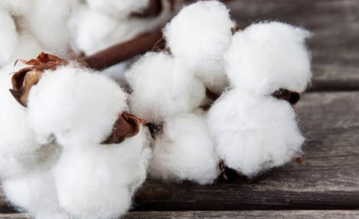 Raw Cotton