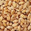 Wheat