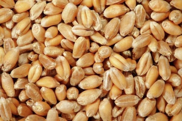 Wheat